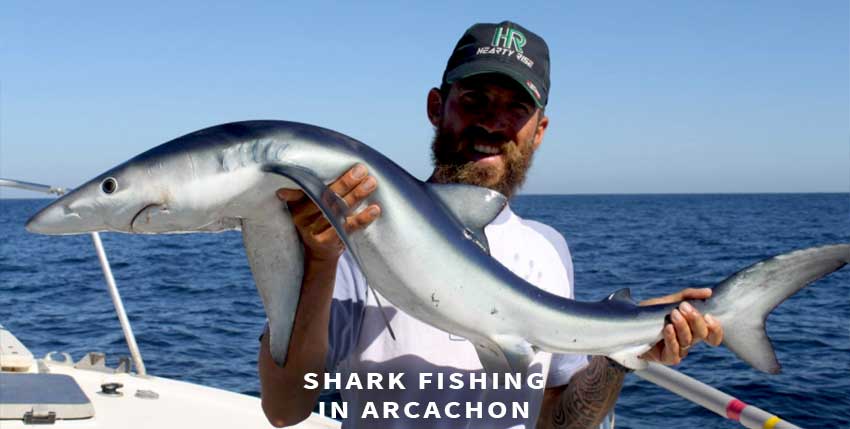 Shark fishing in Arcachon